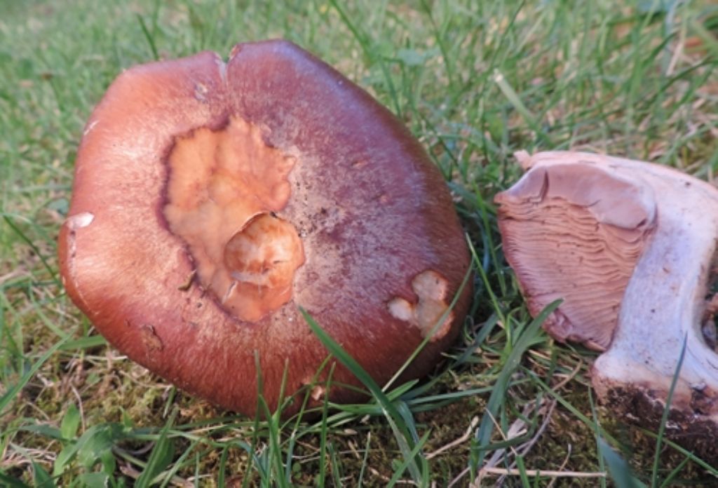 Cortinarius di faggio